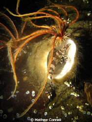 A painted greenling inside a chimney sponge with feather ... by Mathew Connell 
